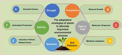 Editorial: The adaptation strategies of plants to alleviate important environmental stresses